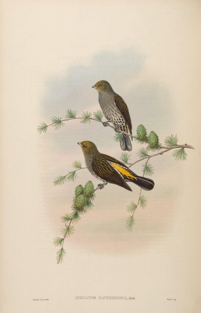 Indicator xanthonotus de John Gould